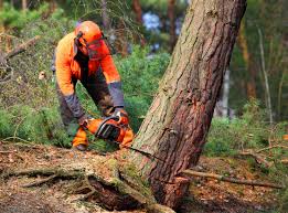 How Our Tree Care Process Works  in  Heeia, HI